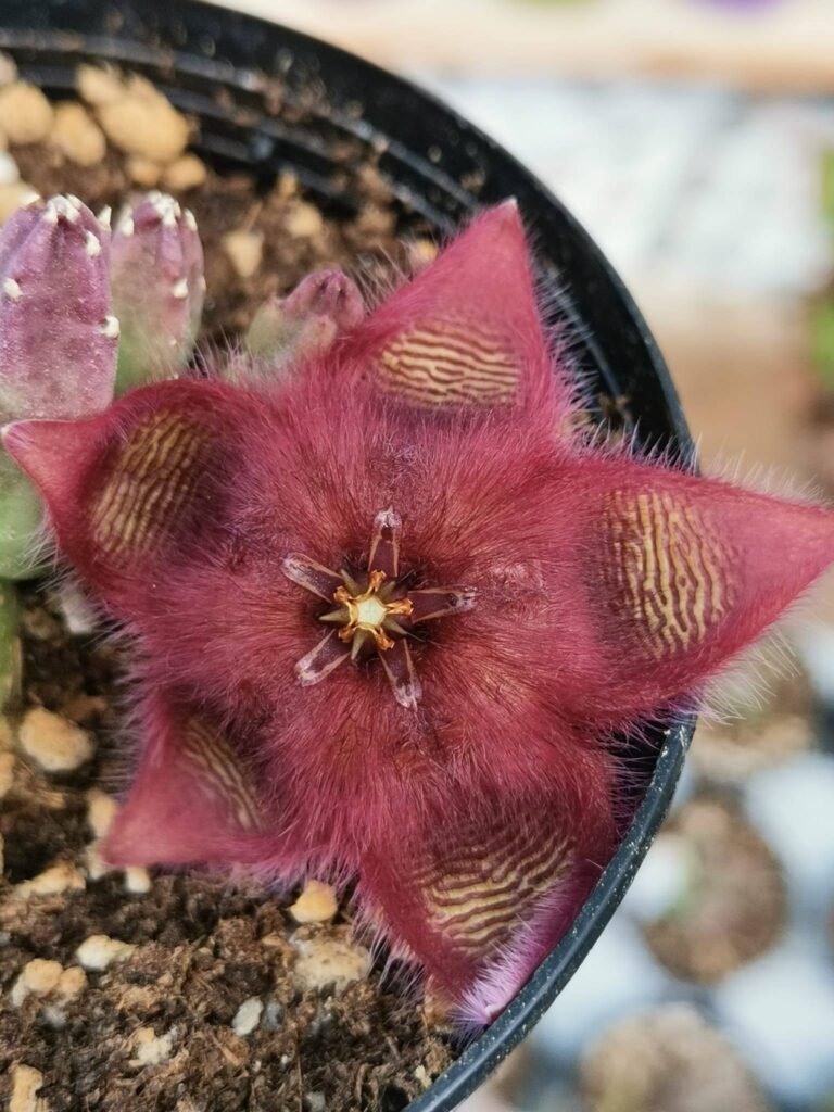 Siracactus-Succulente-Stapelia-obducta-2.jpg