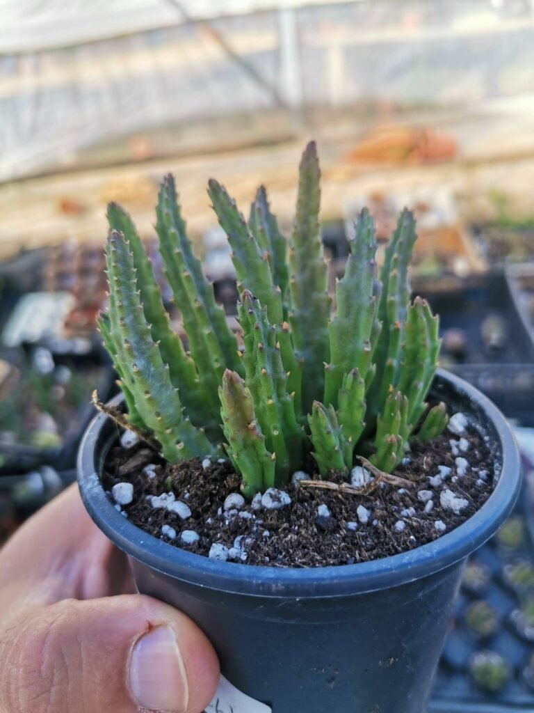 Siracactus-Succulente-Stapelia-paniculata.jpg