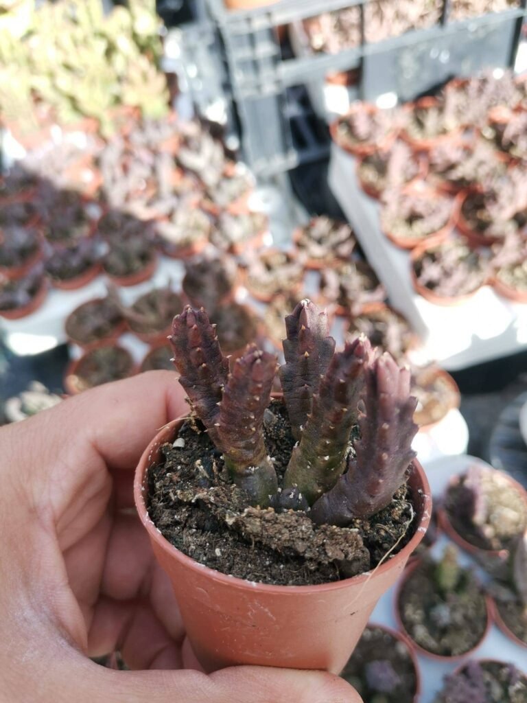 Siracactus-Succulente-Stapelia-schinzii-v.-Angolensis.jpg