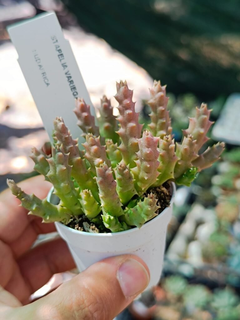Siracactus-Succulente-Stapelia-variegata-1.jpg
