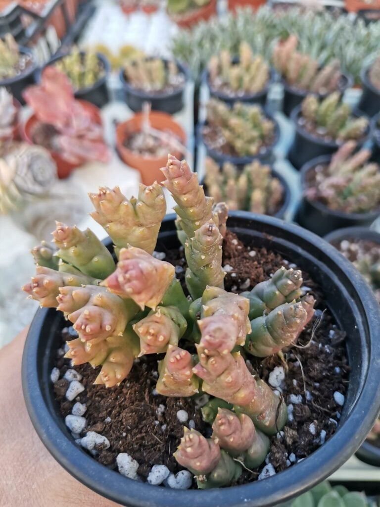 Siracactus-Succulente-Stapelia-variegata-f.-XL.jpg