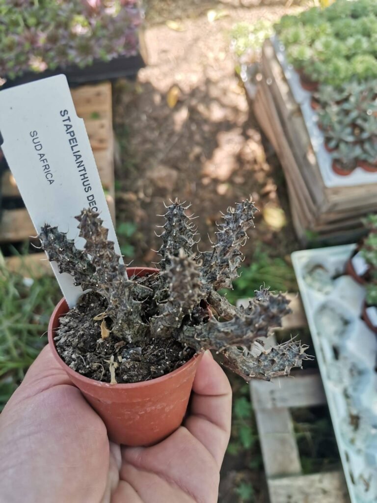 Siracactus-Succulente-Stapelianthus-decaryi-1.jpg