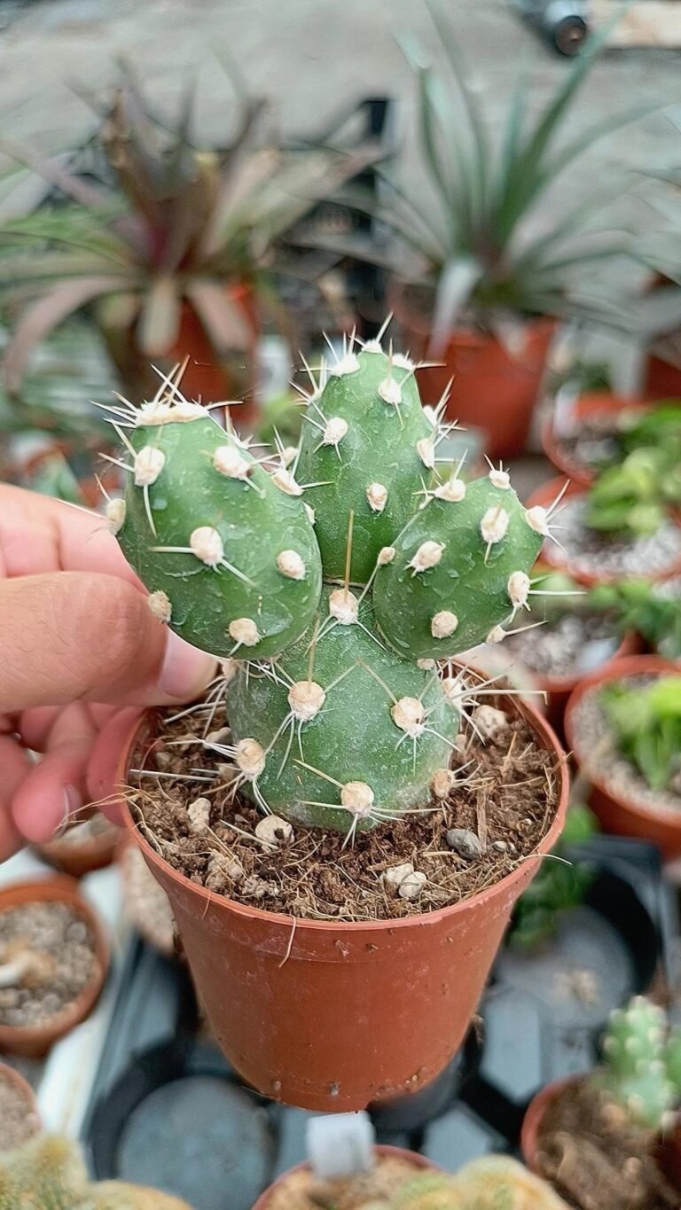 Siracactus-Succulente-Tephrocactus-alboareolatus-2-1.jpg