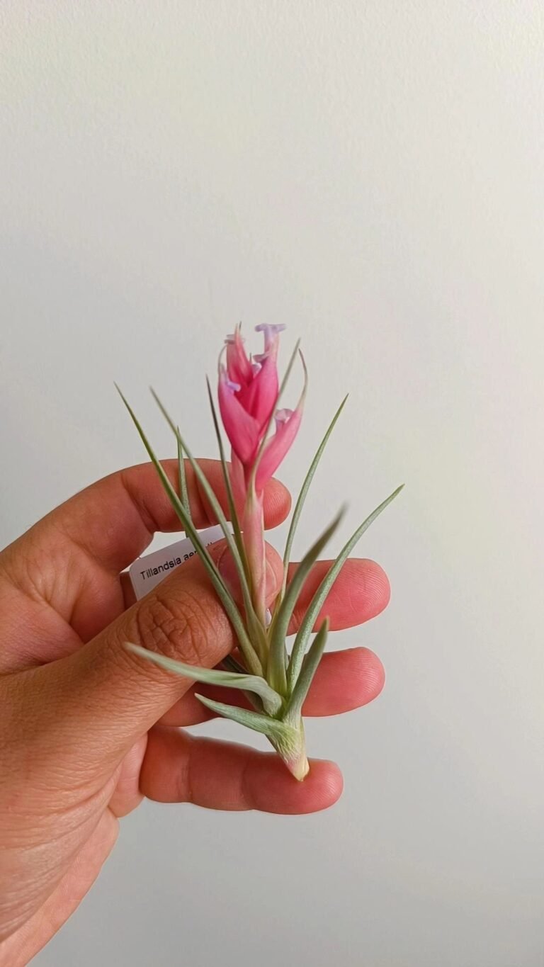 Siracactus-Succulente-Tillandsia-aeranthos.jpg
