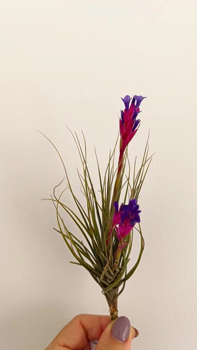 Siracactus-Succulente-Tillandsia-tenuifolia-R.jpg