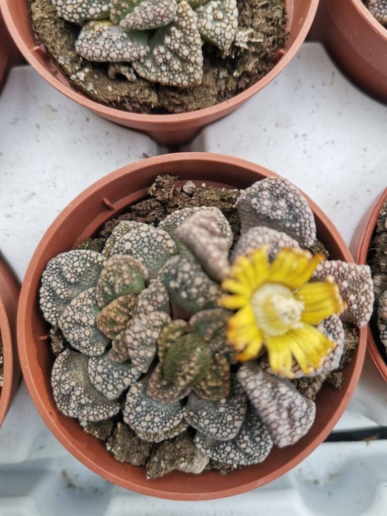 Siracactus-Succulente-Titanopsis-calcarea-8.jpg