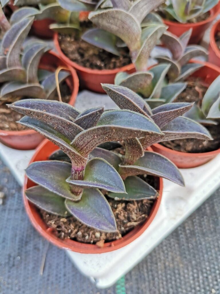 Siracactus-Succulente-Tradescantia-navicularis.jpg