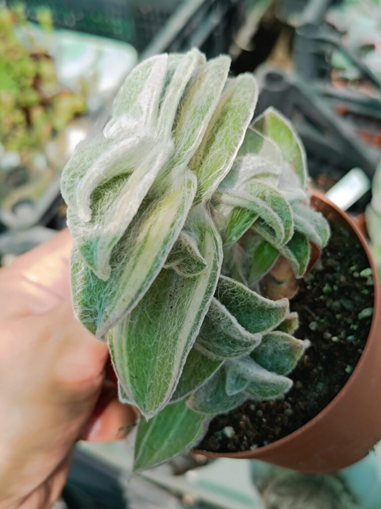 Siracactus-Succulente-Tradescantia-sillamontana-Variegata.jpg