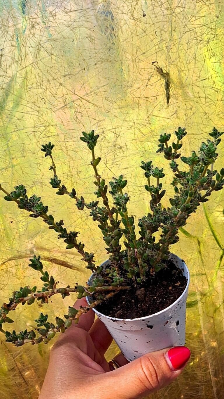 Siracactus-Succulente-Trichodiadema-piersii.jpg