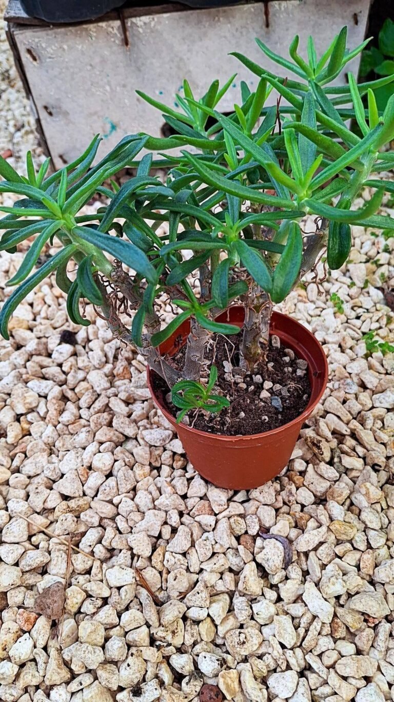Siracactus-Succulente-Tylecodon-grandiflorus.jpg