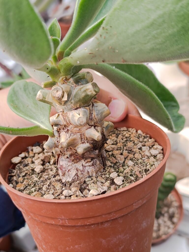 Siracactus-Succulente-Tylecodon-hirtifolium.jpg