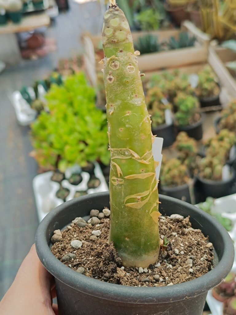 Siracactus-Succulente-Tylecodon-paniculatus-2-1.jpg