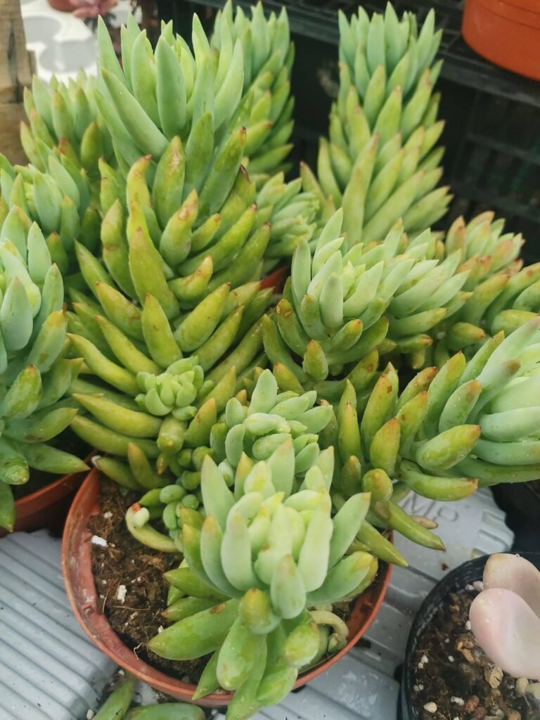 Siracactus-Succulente-X-Sedeveria-harry-Butterfield-5.jpg