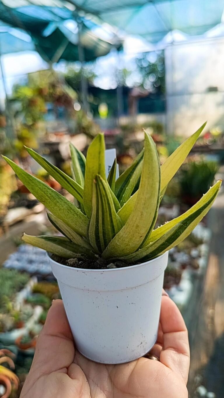 Siracactus-Succulente-X-alworthia-black-gem-Variegata-accestita-2.jpg