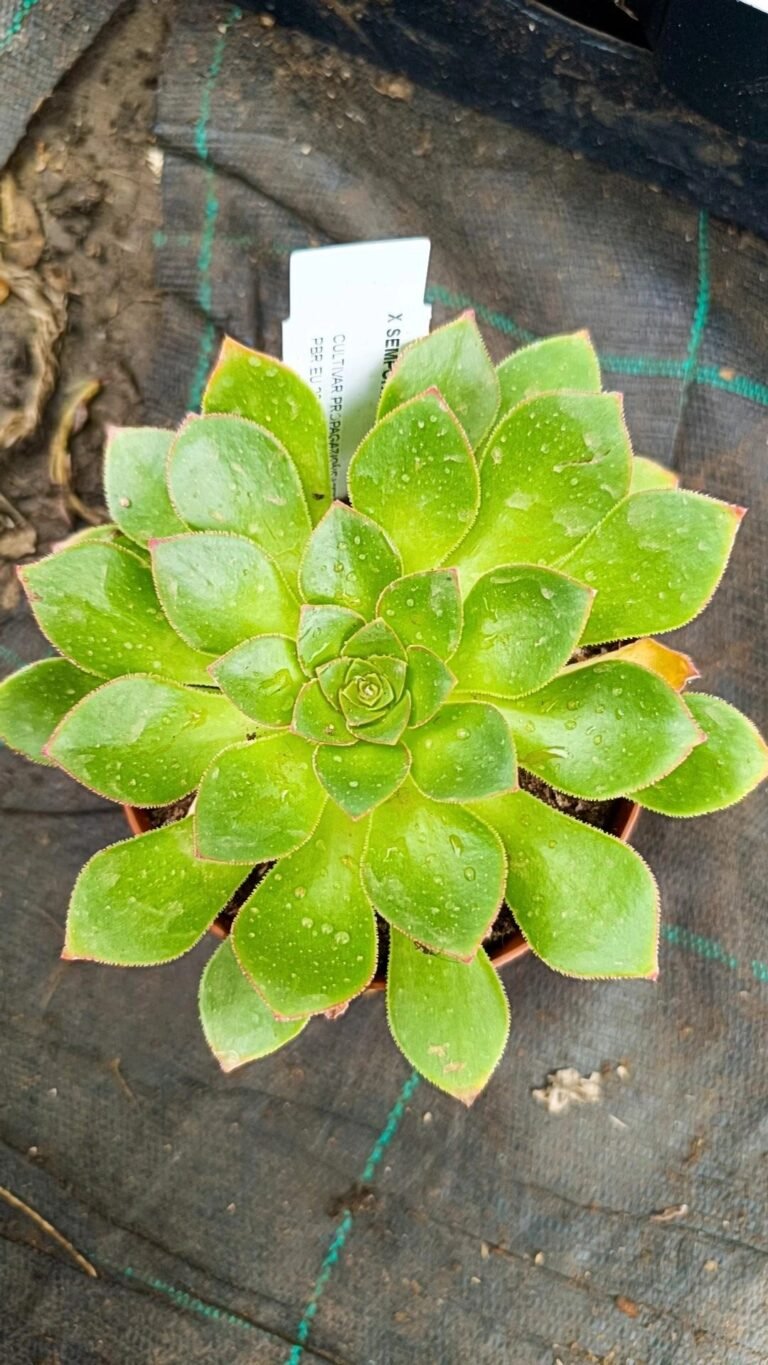 Siracactus-Succulente-X-semponium-sienna.jpg