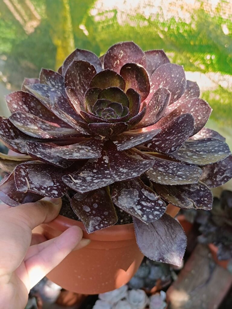 Siracactus-Succulente-X-semponium-vortex.jpg