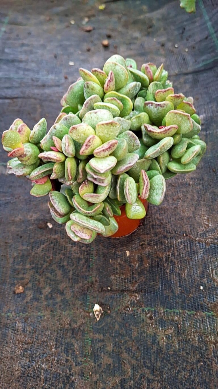 Siracactus-Succulente-adromischus-schuldtianus-1.jpg
