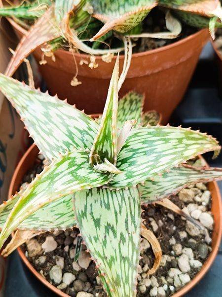 Siracactus-Succulente-aloe-somaliensis.jpg