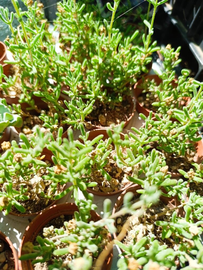 Siracactus-Succulente-barba-di-giove.jpg