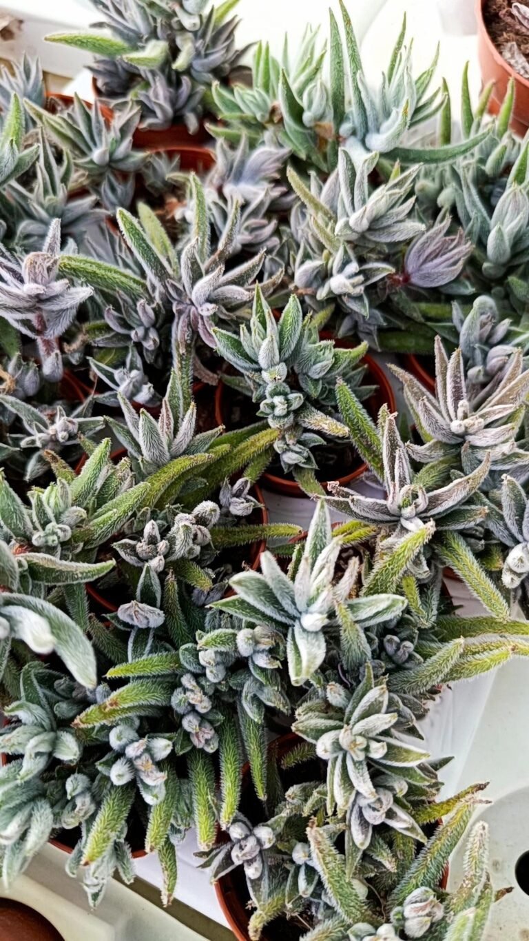 Siracactus-Succulente-crassula-mesembryanthemoides-2.jpg