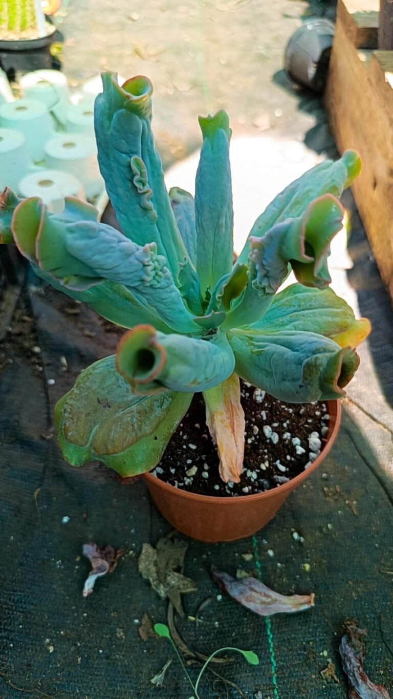 Siracactus-Succulente-echeveria-culibra-1.jpg
