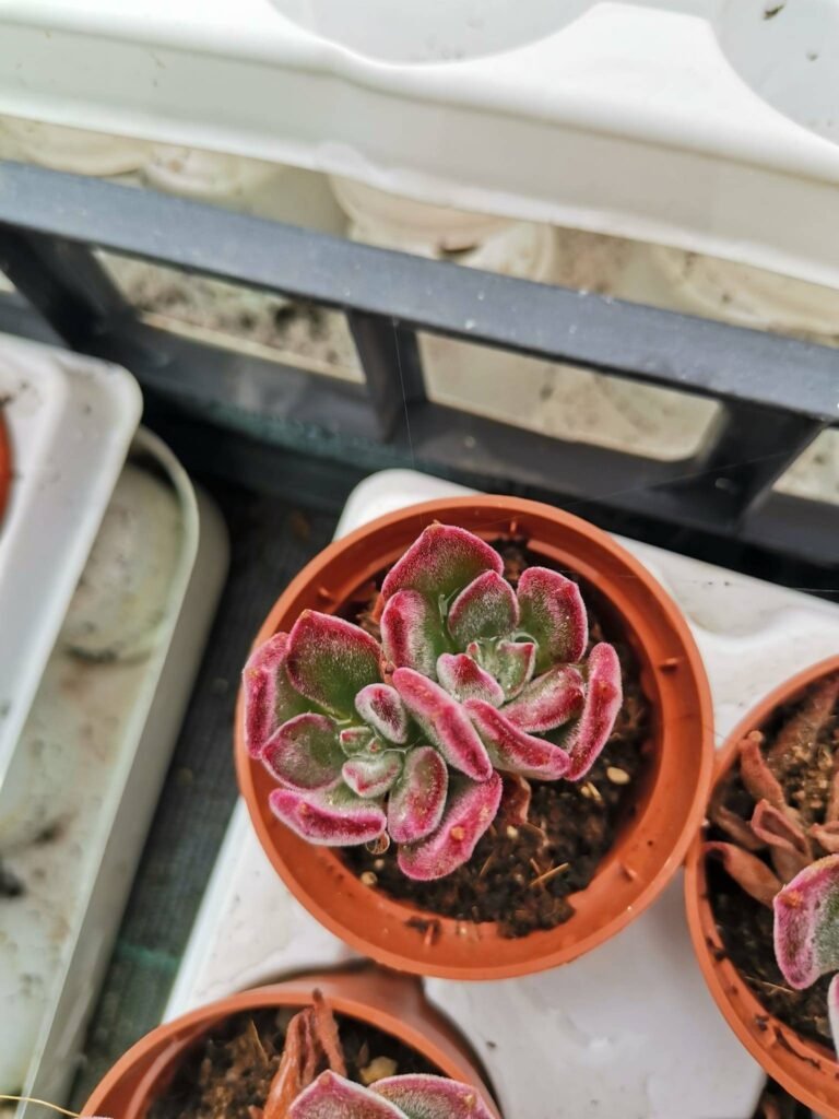 Siracactus-Succulente-echeveria-pulvinata-devotion.jpg