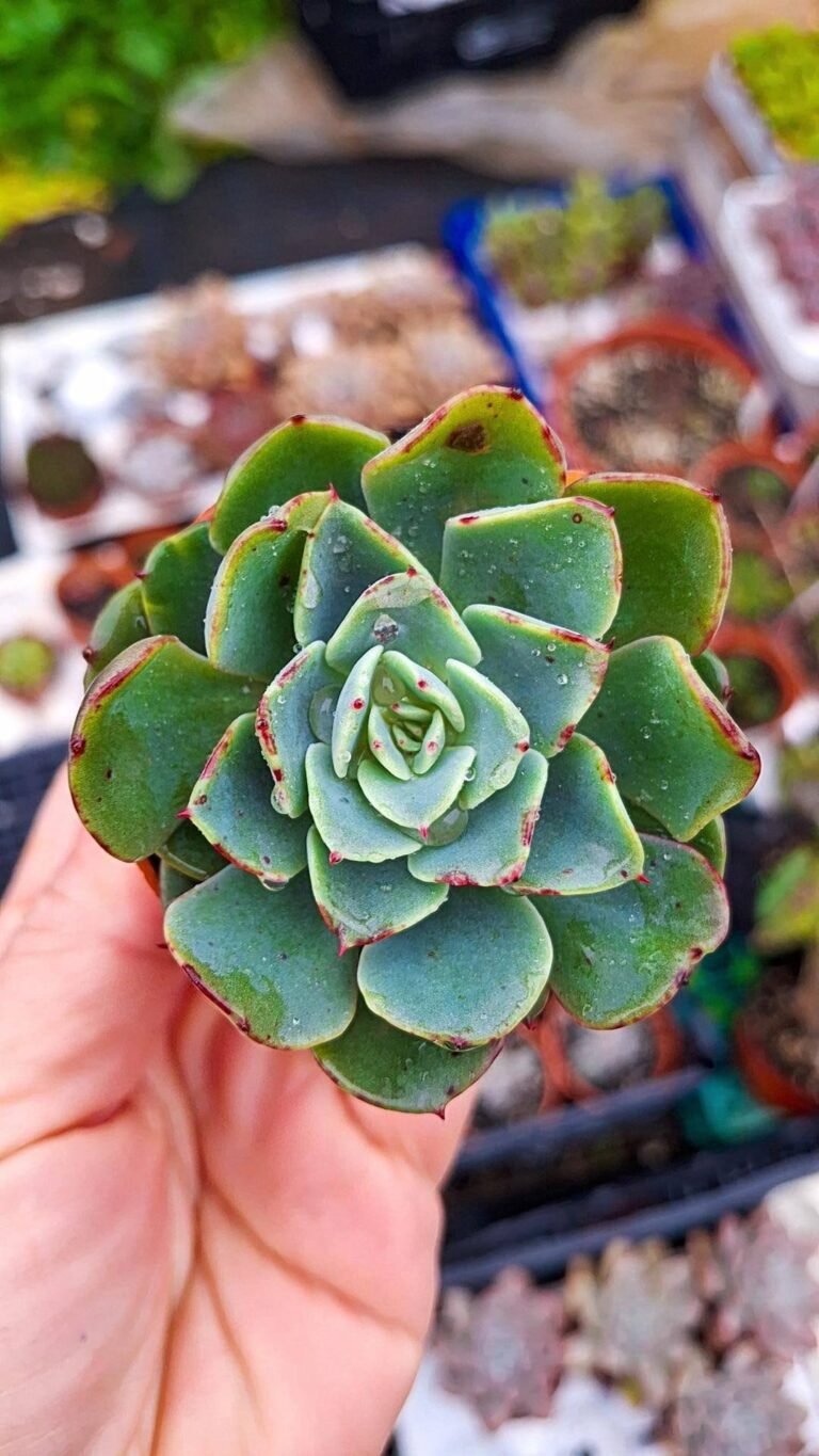 Siracactus-Succulente-echeveria-swirl.jpg