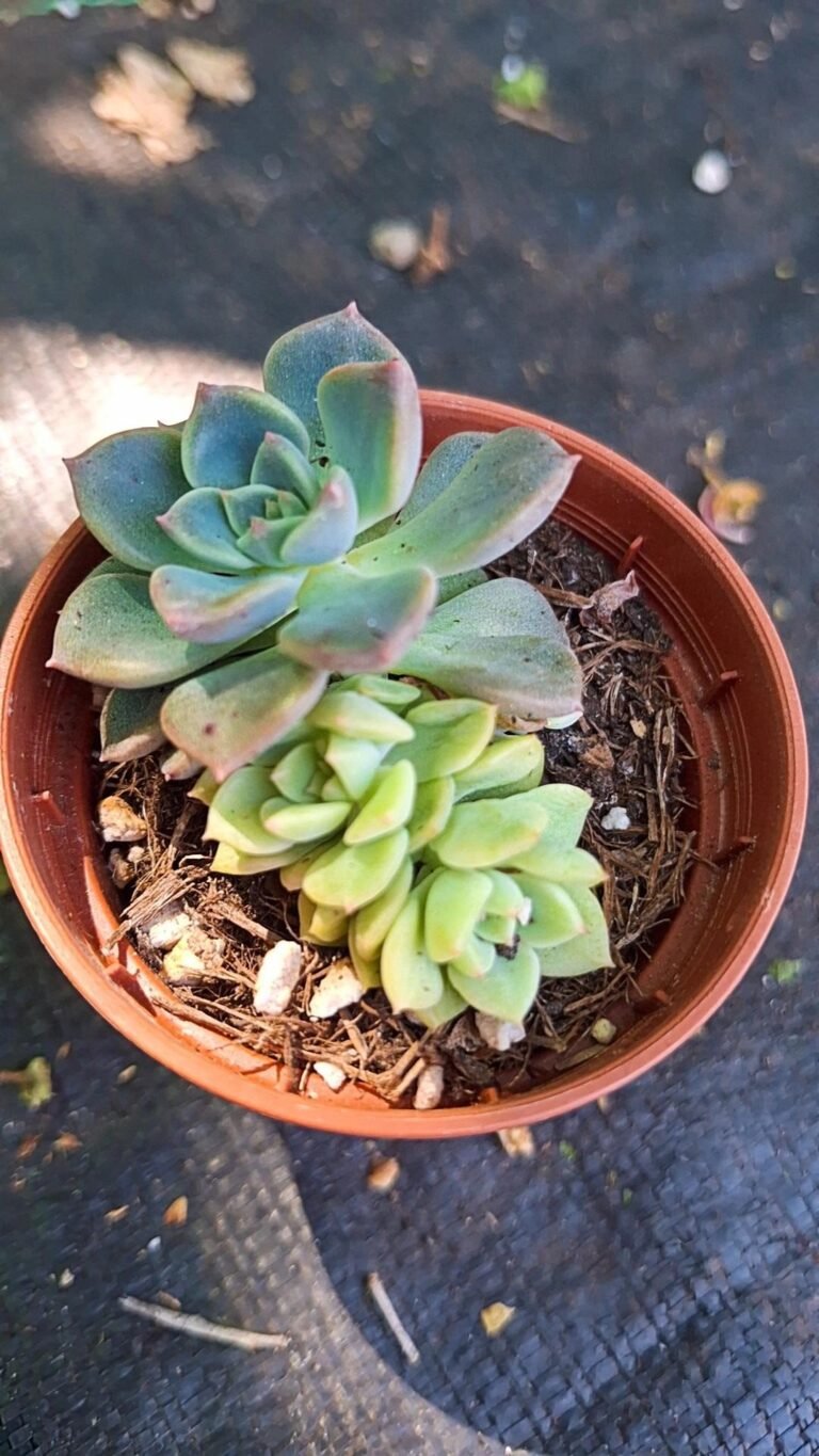 Siracactus-Succulente-echeveria-tinkerbell-variegata.jpg