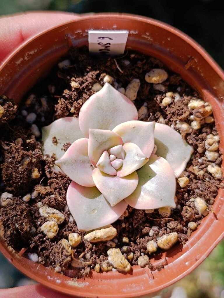 Siracactus-Succulente-graptopetalum-snow-White-Pink-variegata-korean-3.jpg