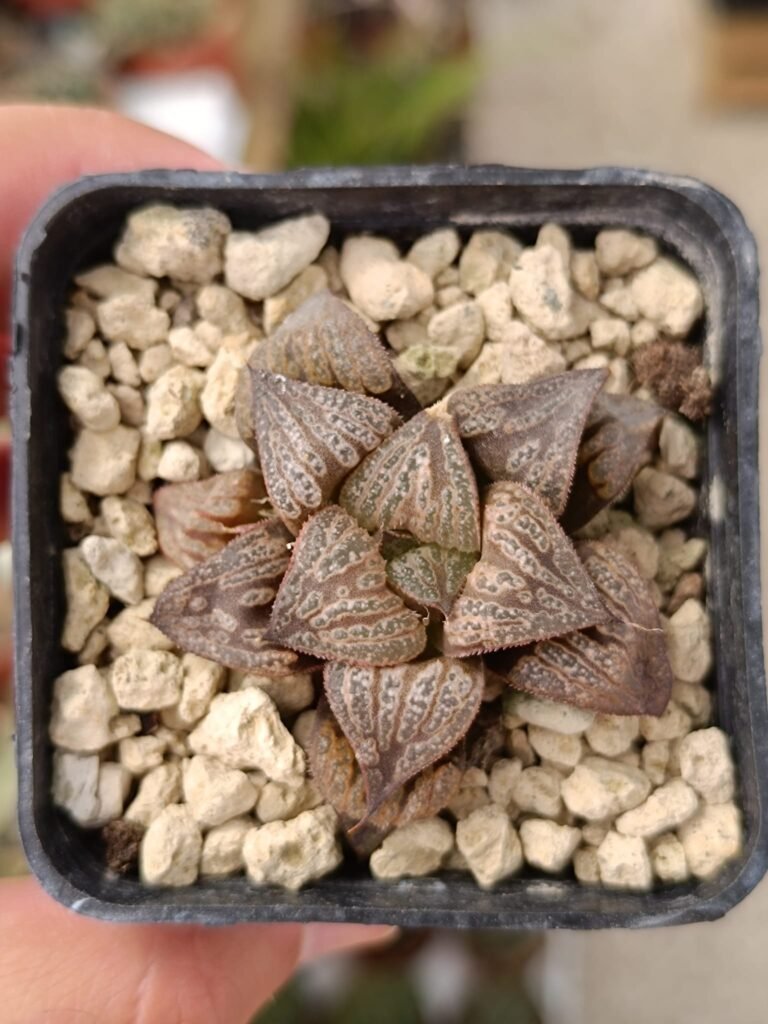 Siracactus-Succulente-haworthia-splendens-kintoun-2.jpg