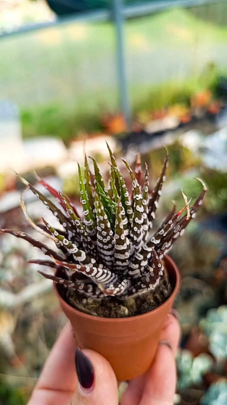 Siracactus-Succulente-haworthia-zebrina-big-band.jpg