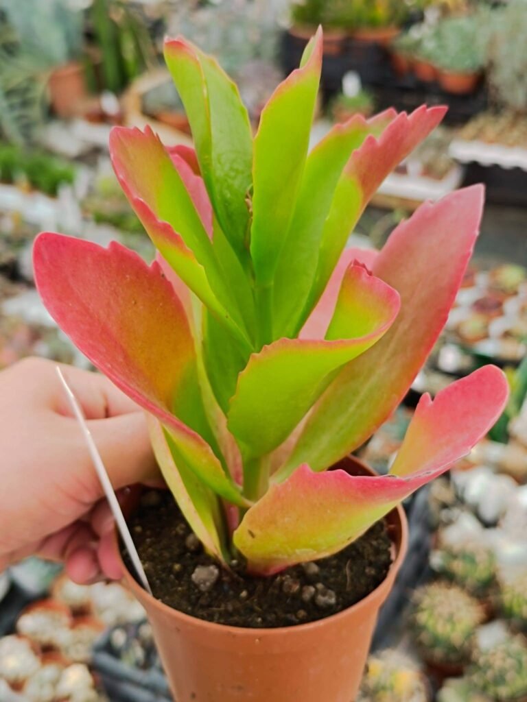 Siracactus-Succulente-kalanchoe-Vivien-1.jpg
