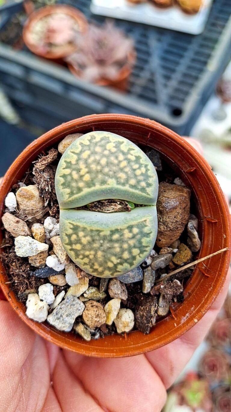 Siracactus-Succulente-lithops-sp-1.jpg