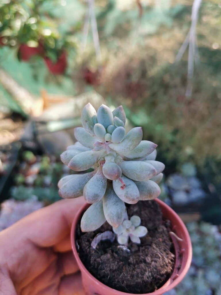Siracactus-Succulente-pachyphytum-baby-finger-2.jpg