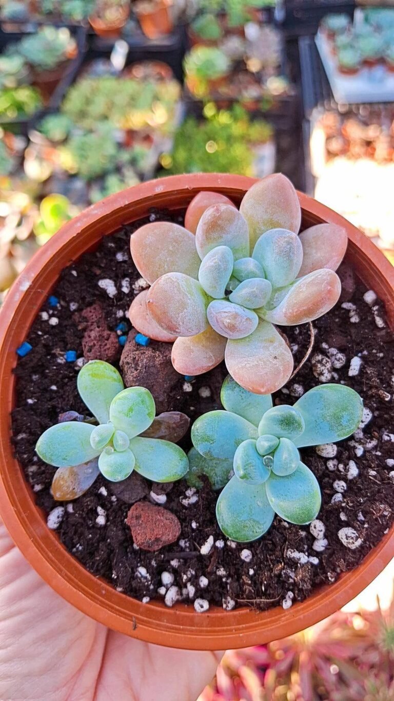 Siracactus-Succulente-pachyveria-muelleri.jpg