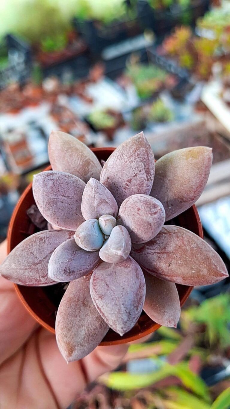 Siracactus-Succulente-pachyveria-sp.jpg