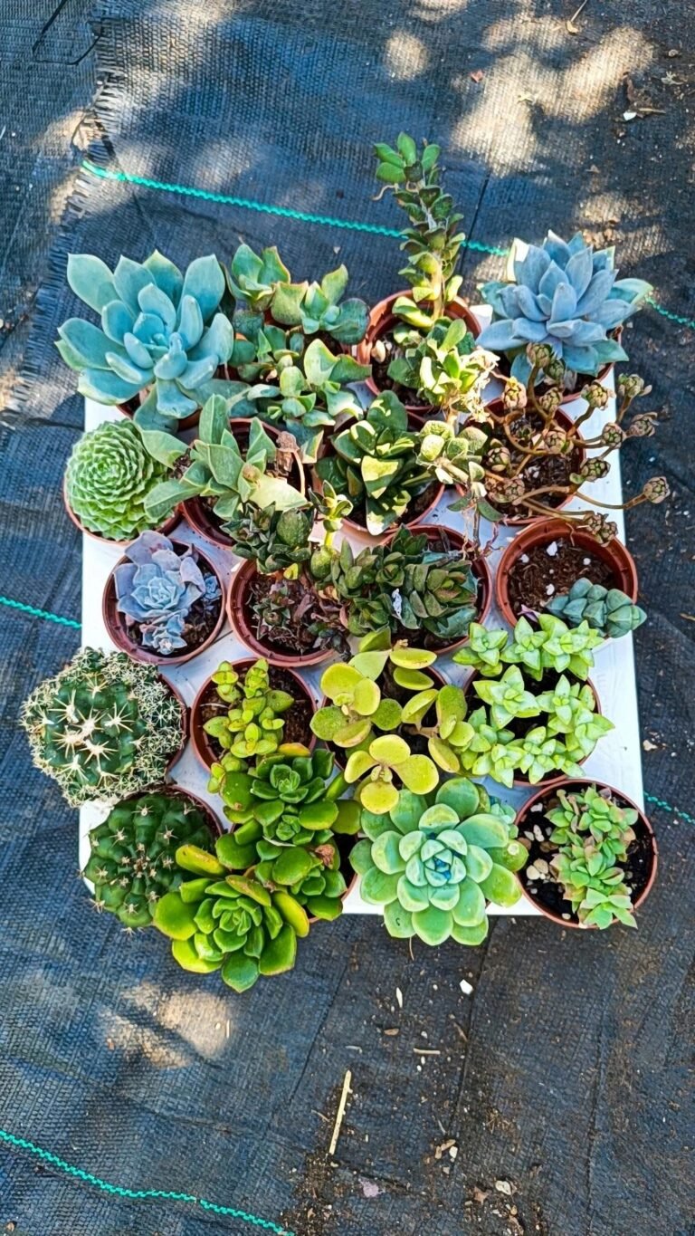 Siracactus-Succulente-plateau-1.jpg