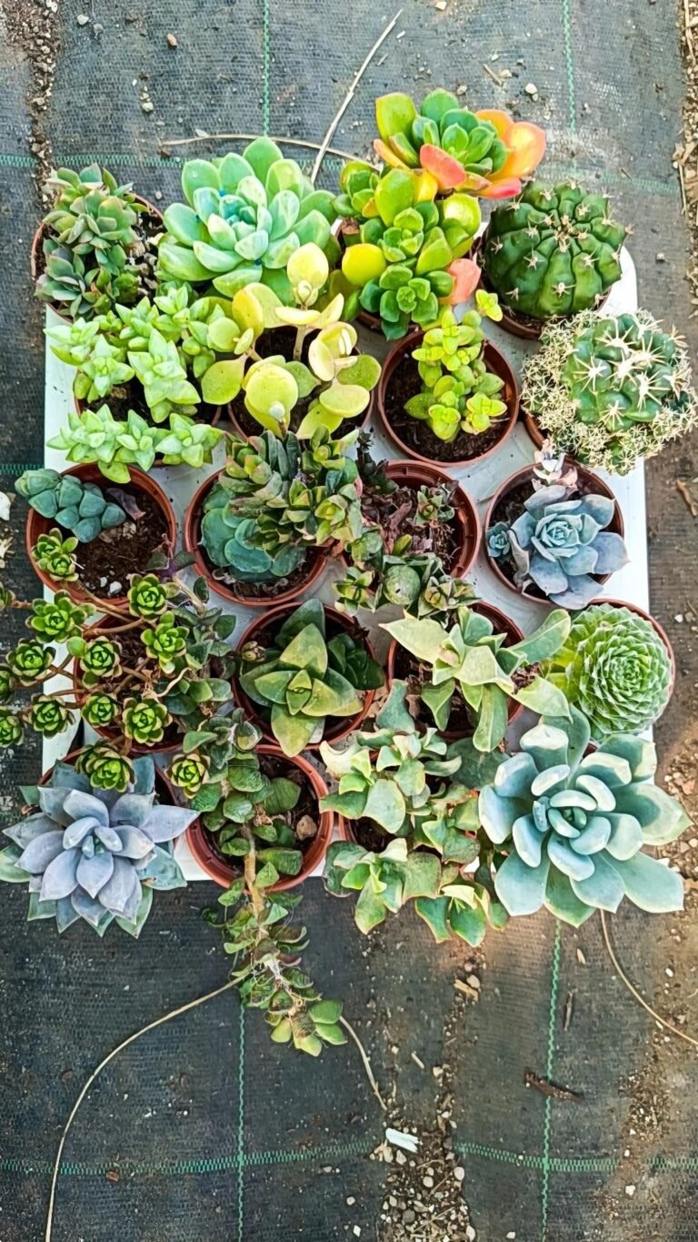 Siracactus-Succulente-plateau-3.jpg