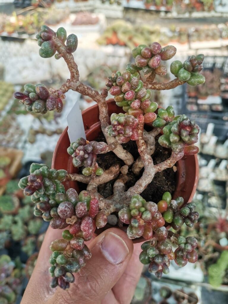 Siracactus-Succulente-sedum-furfuraceum.jpg