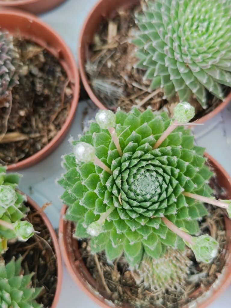 Siracactus-Succulente-sempervivum-arachnoideum-3.jpg