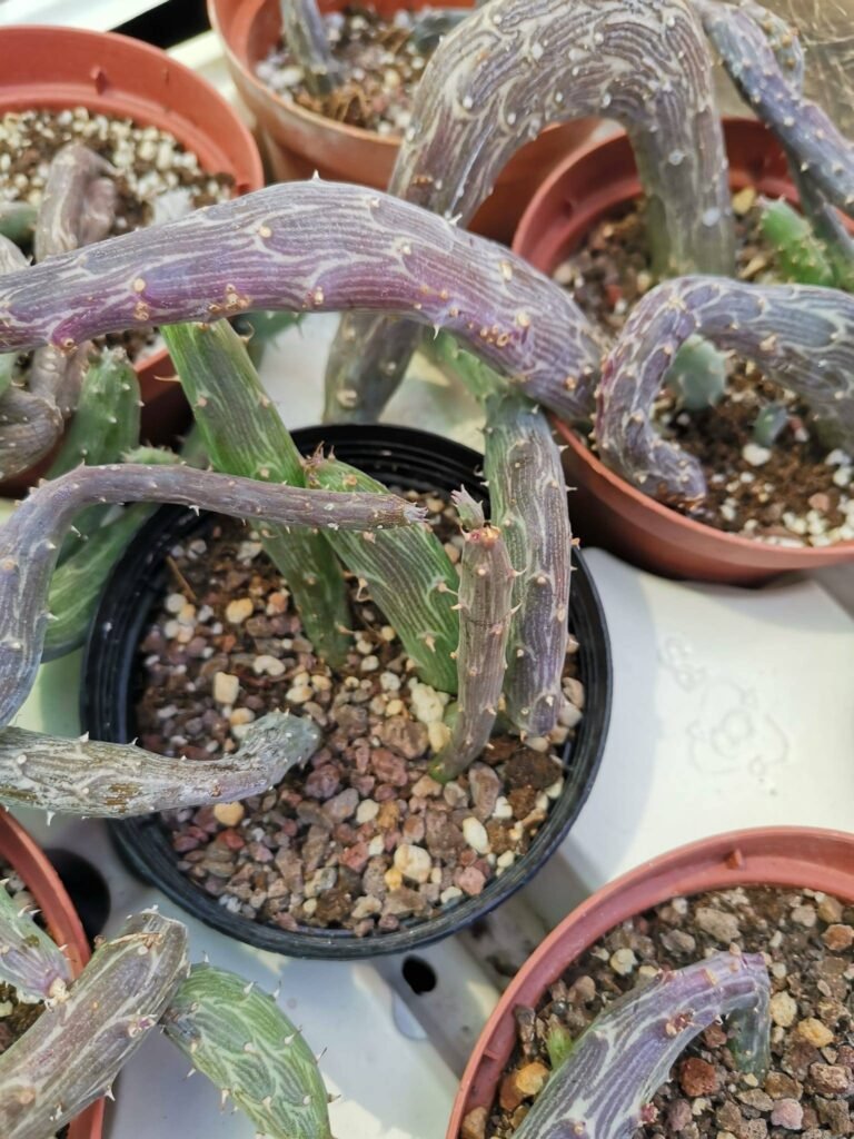 Siracactus-Succulente-senecio-pendulus-4-1.jpg