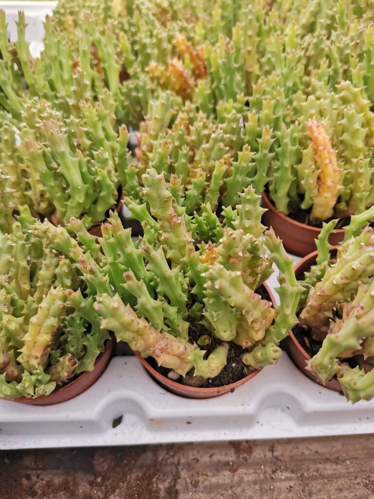 Siracactus-Succulente-stapelia-variegata.jpg