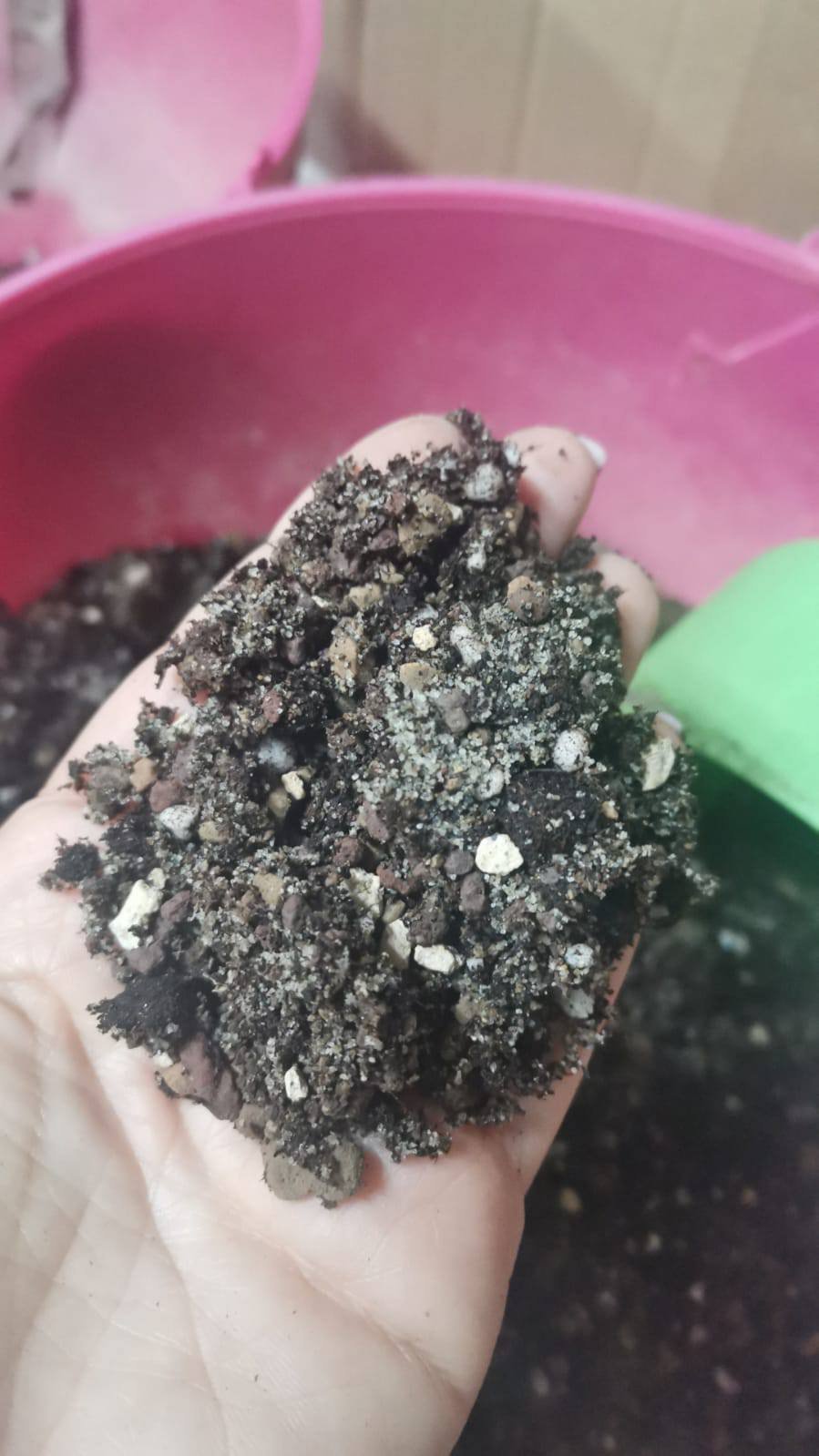 Siracactus-Terriccio-Terriccio-per-semina-succulente.jpg