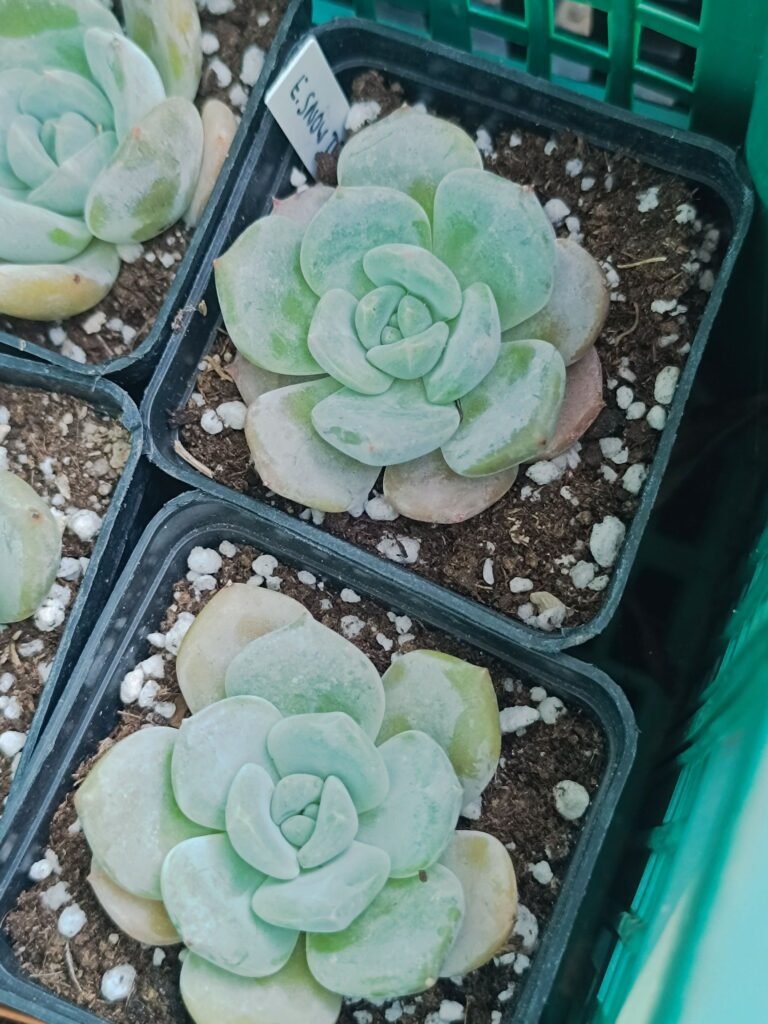 Siracactus-Tillandsia-Echeveria-snow-tea-koreana.jpg