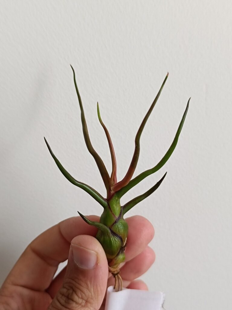 Siracactus-Tillandsia-Tillandsia-bulbosa-r.jpg