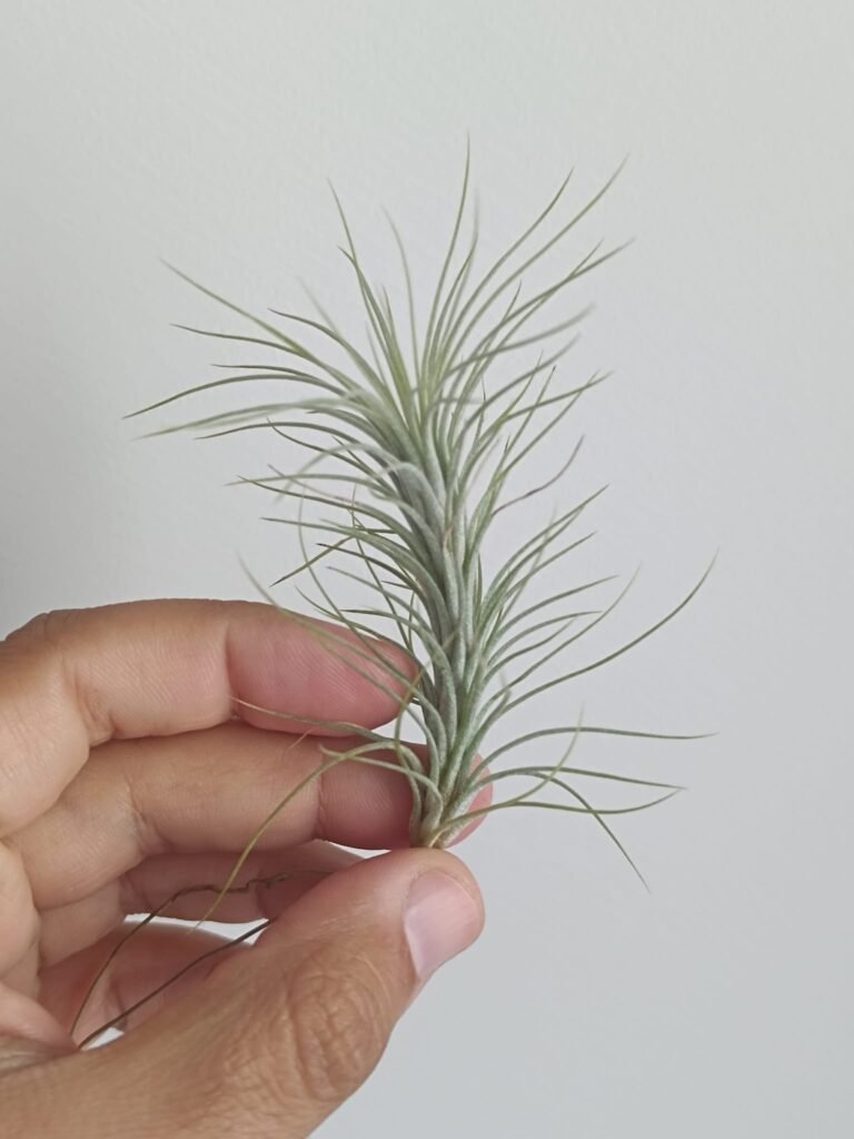 Siracactus-Tillandsia-Tillandsia-funkiana.jpg