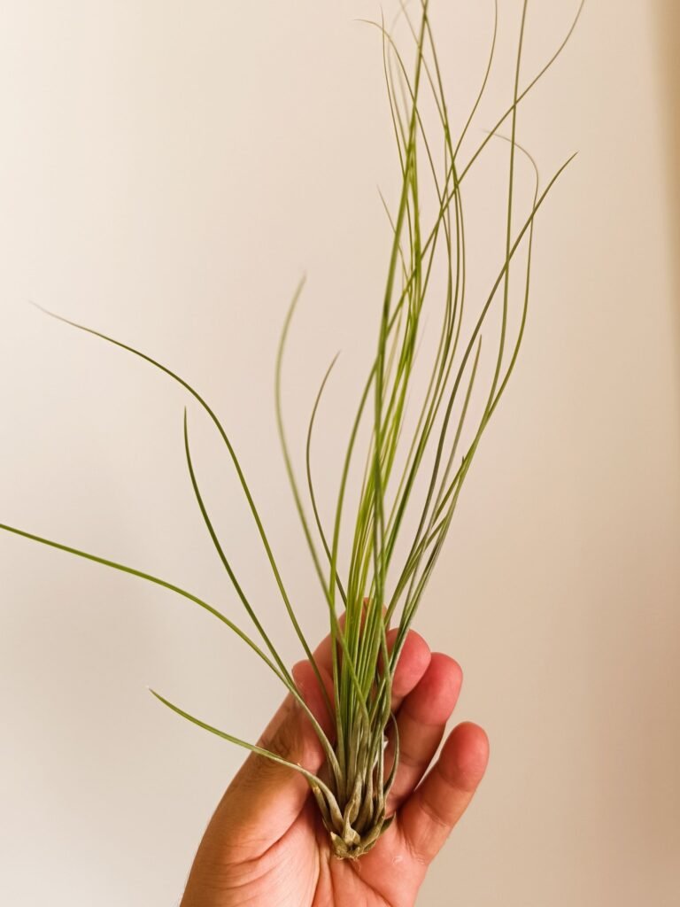 Siracactus-Tillandsia-Tillandsia-juncifolia.jpg