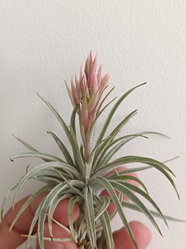 Siracactus-Tillandsia-Tillandsia-sucrei.jpg