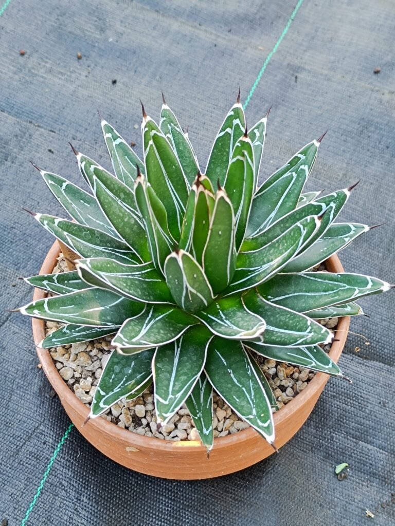 Siracactus-agave-Agave-Victoria-Regina-1.jpg
