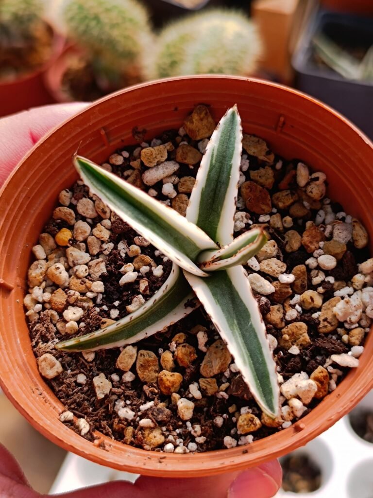 Siracactus-agave-Agave-White-Rhino.jpg